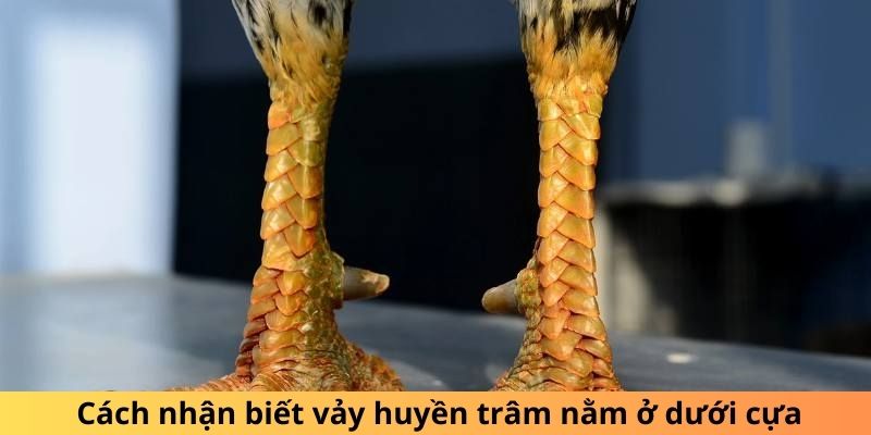  Cách nhận biết vảy huyền trâm nằm ở dưới cựa