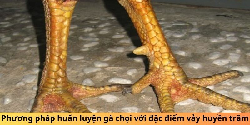 Phương pháp huấn luyện gà chọi với đặc điểm vảy