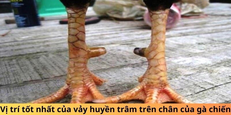 Vị trí tốt nhất của vảy gà huyền trâm trên chân